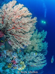 Sea Fan Coral by Nick Utchin 